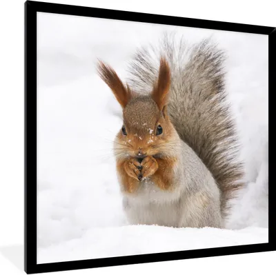 Produktbild von MuchoWow® Gerahmtes Poster Eichhörnchen - Tier - Schnee 40x40 cm - Poster mit Schwarzem Bilderrahmen Wandposter Rahmen Foto Bilder - Mit Rahmen - Wanddekoration Schlafzimmer
