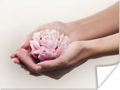 Produktbild von MuchoWow® Poster Hände halten eine rosa Pfingstrose 160x120 cm - Foto Plakat