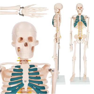 Obrázek produktu pro 4FIZJO Anatomický model lidské kostry s míšními nervy 85 cm
