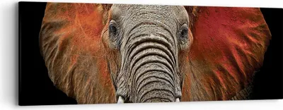 Produktbild von Bild auf Leinwand - Leinwandbild - Einteilig - Elefant Rot Ohren - 90x30cm - Wand Bild - Wanddeko - Wandbilder - Leinwanddruck - Bilder - Wanddekoration - Leinwand bilder - Wandbild - AB90x30-4237