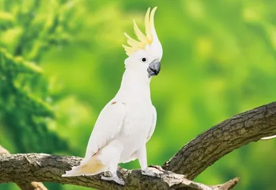 Produktbild von 3 D Ansichtskarte Kakadu, Postkarte Wackelkarte Hologrammkarte Tiere Tier Papagei Vogel