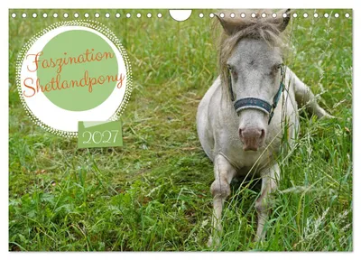 Produktbild von Faszination Shetlandpony (Wandkalender 2027 DIN A4 quer), CALVENDO Monatskalender