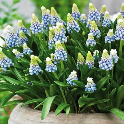 Image de Muscari Bulbes de fleurs Bulbes de fleurs Jacinthe de raisin Aqua Magic 10 pcs.