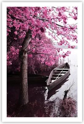 Produktbild von Poster - Poster ohne Rahmen - See Rosa Bäume - 61x91,5 cm - Wand Bild - Wanddeko - Wandbilder - Kunstposter - Wandposter - Bilder - Kunstdruck - Wanddekoration - Wandbild - P2XPA61x91-4147