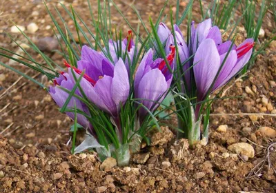 Produktbild von 100 Blumenzwiebeln: Herbstblühende winterfeste Safrankrokusse Crocus Sativus "Echter Safran"