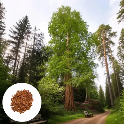 Produktbild von Metasequoia Glyptostroboides - 10 Samen - Winterhart - Urweltmammutbaum