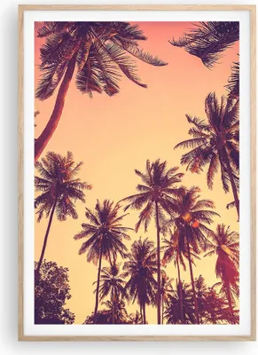 Produktbild von Gerahmtes Poster - Rahmen in heller Eiche - Palmen Himmel Sonne - 70x100 cm - Wand Bild - Wanddeko - Wandbilder - Wandposter - Bilderrahmen - Bilder - Kunstdruck - Wandbild - P2NPA70x100-4220