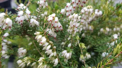 Image de Erica X darleyensis 'Silbershmelze' / Bruyère d'hiver blanche