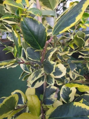 Produktbild von Ilex aquifolium Golden van Tol - Gelbbunte Stechpalme - 40-60