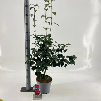 Zdjęcie produktu dla Camellia ret. 'Mary Williams' – kamelia | 60–70 cm w doniczce