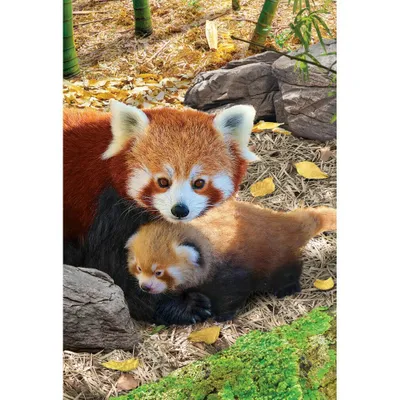 Zdjęcie produktu dla Puzzle 250 Red Pandas 8251-5557