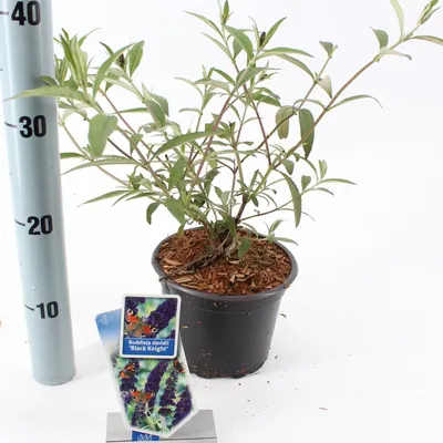 Produktbild von Schmetterlingsflieder Black Knight 20-30 cm - Buddleja davidii - Sommerflieder - Fliederspeer