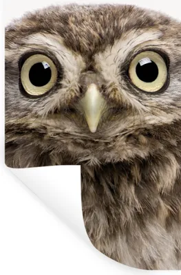 Produktbild von MuchoWow® Wandtattoo Wandsticker Wandaufkleber Eule - Eule - Porträt - Braun - Vogel - Jungen - Mädchen 40x80 cm Selbstklebend und Repositionierbar - Repositionierbar - Wasser abweisend