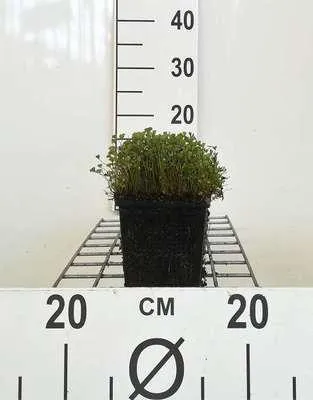 Immagine prodotto di 6 x Marsilea quadrifolia - Felce quadrifoglio - vaso 11 x 11 cm