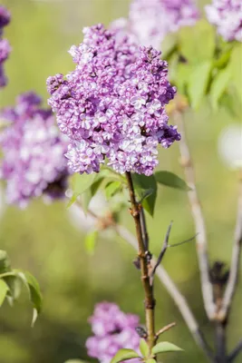 Produktbild von Syringa vulgaris 'Prince Wolkonsky', Flieder, violett, 60–80 cm