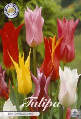 Artikelbild 2 von 'Tulpe Lilyflowering Mix (7 Stück)' aus der Kategorie Tulpenzwiebeln