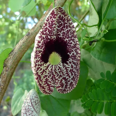 Obrázok produktu pre Kvetina kalichovité (Aristolochia elegans) – 10 semien