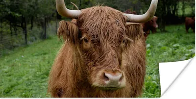 Produktbild von MuchoWow® Poster Schottische Highlander - Tiere - Gras 150x75 cm - ohne Rahmen