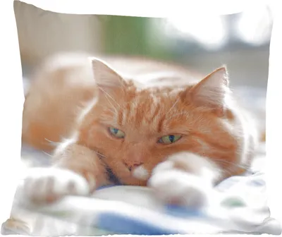 Produktbild von MuchoWow® Zierkissen Sofakissen Wohnzimmer Dekokissen 45x45 cm Katze - Bett - Tagesdecke - Mädchen - Kinder - Kinder - Kind - Schlafpolster - Polster für das Sofa