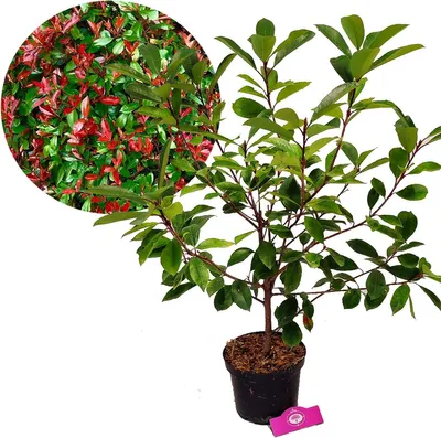 Produktbild von Photinia Fraseri 'Red Robin' Strauch, 3 Liter Topf