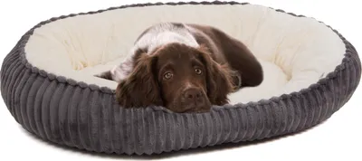 A brown and white puppy lying in a gray and cream dog bed.