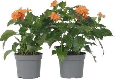 Zdjęcie produktu dla Krossandra lejkowata - 2 szt - Crossandra 'Fortuna' - W20-30cm - ⌀13cm