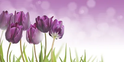 Produktbild von Tulup® Leinwandbild - 140x70 cm - Wandkunst - Drucke auf Leinwand - Leinwanddruck  - Blumen & Pflanzen - Lila - Violette Tulpen