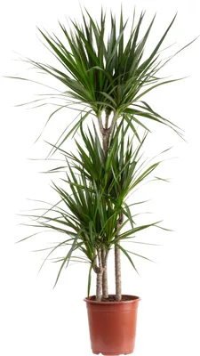 Produktbild von Gerandeter Drachenbaum 3-Stamm - pflegeleichte Zimmerpflanze, Dracaena marginata - Höhe ca. 120 cm, Topf-Ø 21 cm