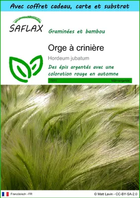 Image de SAFLAX Ensemble-cadeau - Orge à crinière - 70 graines - Hordeum