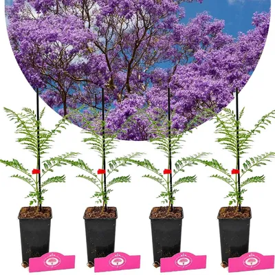 Produktbild von Set mit 4 Jacaranda mimosifolia – Rosenholzbaum – Höhe 20/30 cm – 9 cm Topf