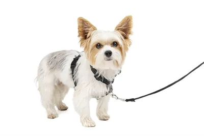 Imagen del producto de Arnés 3 en 1 de PetSafe: Arnés cómodo para perros con punto de enganche frontal para la correa