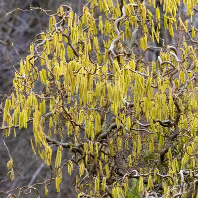 A close-up of a contorted hazel tree with yellow catkins.