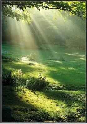 Produktbild von Wallario Wandbild Sonnenstrahlen im Wald, Größe: 70,30 x 100,30 cm, Poster mit schwarzem Aluminiumrahmen