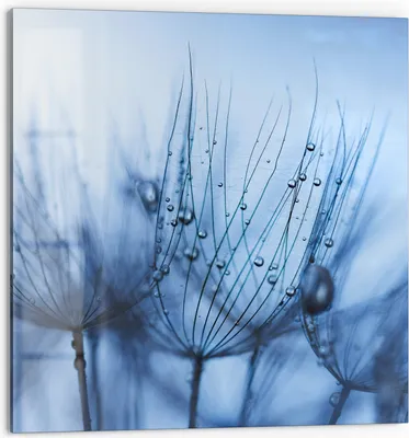 Produktbild von DEQORI Küchenrückwand Glas 60x60 cm 'Pusteblumenperlen' Spritzschutz Bad Rückwand Küche