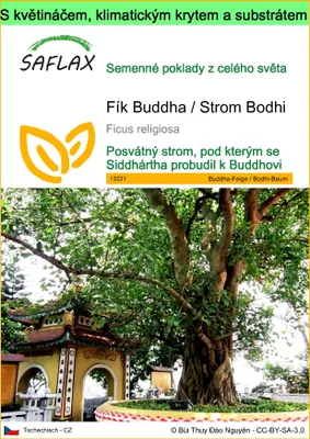 Obrázek produktu pro SAFLAX Garden to go - Fík Buddha / Strom Bodhi - Ficus religiosa - 100 Semena - S květináčem, klimatickou poklicí a pěstebním substrátem