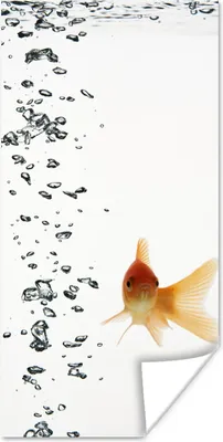 Produktbild von MuchoWow® Poster Goldfisch - Wasser - Weiß 20x40 cm - Plakat - Foto