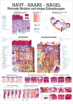 Produktbild von Haut-Haare-Nägel Lehrtafel Anatomie 100x70 cm medizinische Lehrmittel