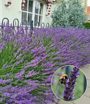 Produktbild von BALDUR Garten Lavendel 'Phenomenal®' Duftlavendel, 3 Pflanzen, echter Lavendel, Lavandula, Blüten essbar, winterharte Staude, trockenresistent, mehrjährig, bienenfreundlich, schmetterlingsfreundlich