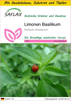 Produktbild von SAFLAX Anzucht Set - Limonen Basilikum - Ocimum citriodorum - 200 Samen - Mit Mini-Gewächshaus, Anzuchtsubstrat und 2 Töpfen