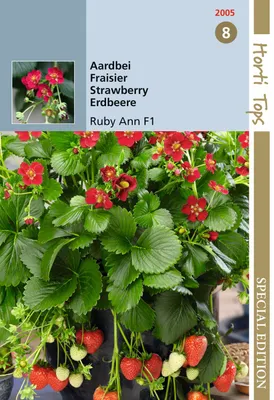 Immagine prodotto di Fragola Ruby Ann F1 | Semi di fragola di Hortitops