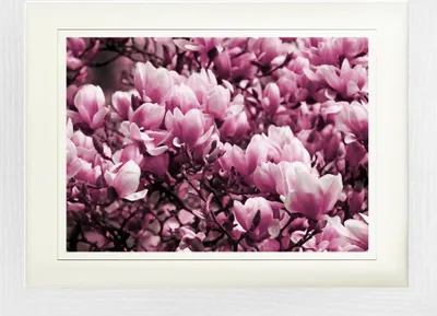 Produktbild von Blumen Gerahmtes Bild Mit Edlem Passepartout | Wand-Bilder | Im Bilderrahmen - Blühende Magnolien (30 x 40 cm)