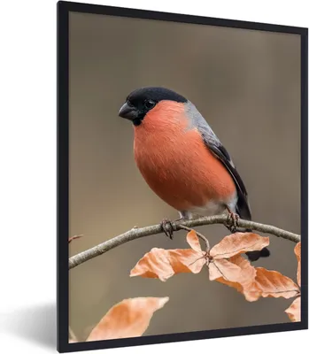 Produktbild von MuchoWow® Gerahmtes Poster Vogel - Laub - Herbst - Gimpel - 30x40 cm - Poster mit Schwarzem Bilderrahmen Wandposter Rahmen Foto Bilder - Wanddeko - Kunstdrucke
