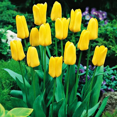 Immagine prodotto di Tulipani Bulbi da fiore Fiori Tulipani Tulipani Candela 5 pz.
