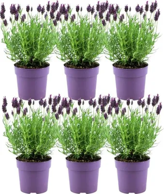 Image de Plants by Frank - Lavandula stoechas Anouk® - Pot de 12 cm - Lot de 6 lavandes françaises