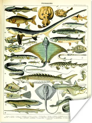 Produktbild von MuchoWow® Poster Tiere - Meerestiere - Vintage 120x160 cm - Wandbilder