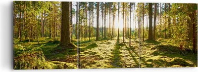 Produktbild von Bild auf Leinwand - Leinwandbild - Wald Baum Natur - 90x30cm - Wand Bild - Wanddeko - Wandbilder - Leinwanddruck - Bilder - Kunstdruck - Wanddekoration - Leinwand bilder - Wandkunst - CA90x30-3724