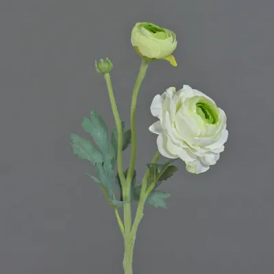 Produktbild von artplants.de Kunstblume Ranunkel Yakira, weiß - grün, 40cm, Ø 4-9cm - Künstliche Blumen