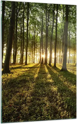 Produktbild von Bilder auf glas - Einteilig - Wald grün Sonnenstrahlen Natur - 70x100cm - Glasbilder - Wandbilder - Bilder - Wanddekoration aus Glas - Glas Bilder - Wandbild auf Glas - GPA70x100-2510