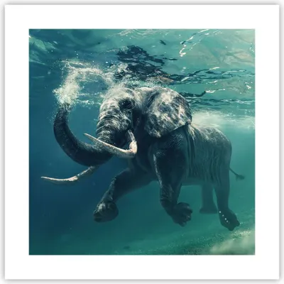 Produktbild von Poster - Poster ohne Rahmen - Elefant Tier Wasser - 40x40 cm - Wand Bild - Wanddeko - Wandbilder - Kunstposter - Wandposter - Bilder - Kunstdruck - Wanddekoration - Wandbild - P2XAC40x40-3944