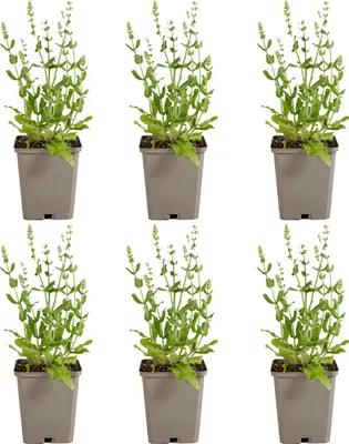 Produktbild von 6x Salvia nem. Sensation White P9 H20